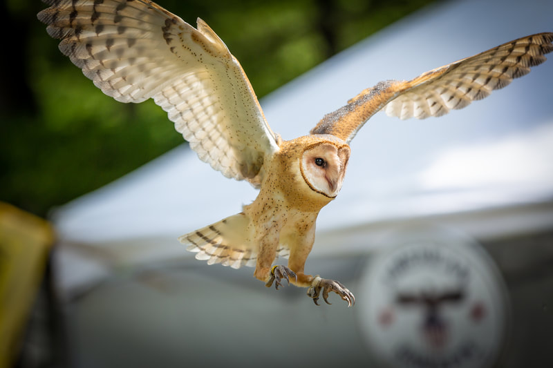 Owl flying at the Wild America Nature Festival